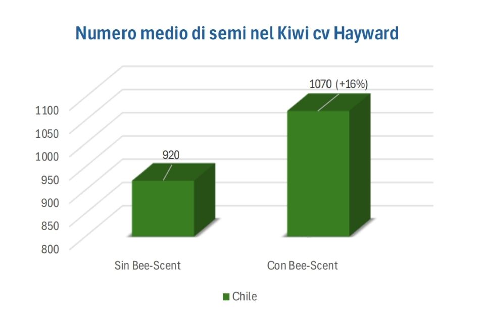 Numero medio di semi nel Kiwi cv Hayward Numero medio di semi nel Kiwi cv Hayward