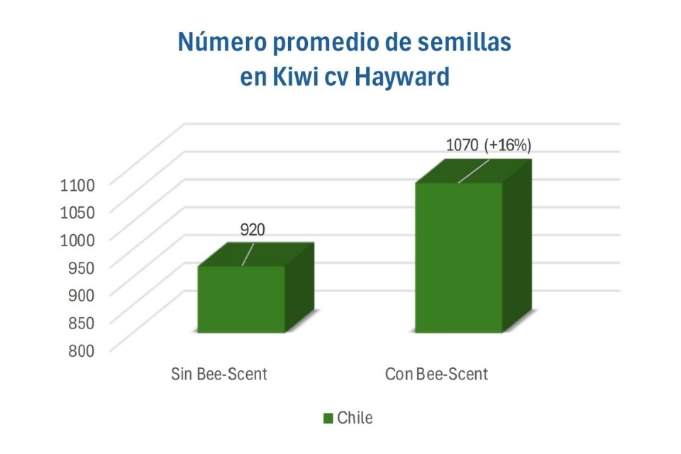 Número promedio de semillas en Kiwi cv Hayward. Polen avejas España