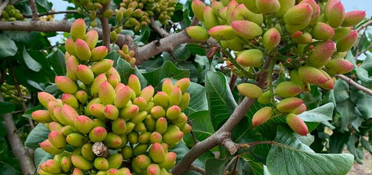 Tasa de Cuaja Sorprendente: Polinización Asistida de Zimex Smart Agro y Europollen Dispara el Rendimiento del Pistacho Chileno