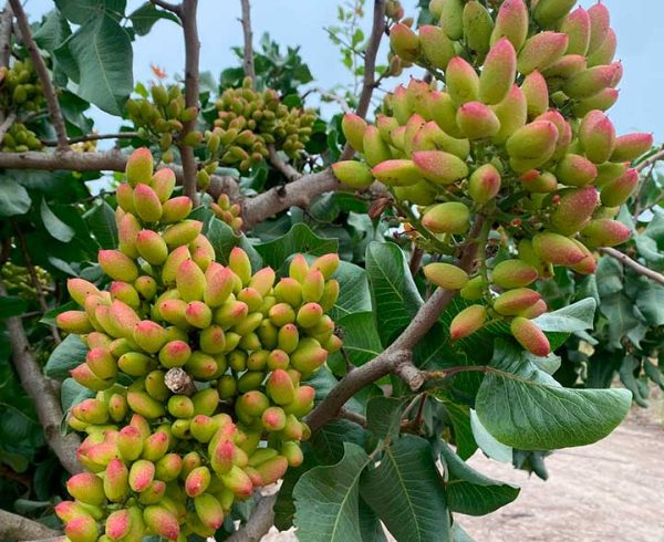 Tasa de Cuaja Sorprendente: Polinización Asistida de Zimex Smart Agro y Europollen Dispara el Rendimiento del Pistacho Chileno