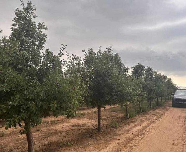 Ensayo de Polinización Asistida en Ciruelo D'Agen | Zimex - Europollen
