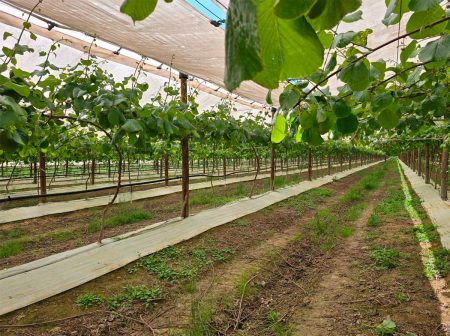 Validación Científica Polinización Asistida de la Universidad de Bolonia